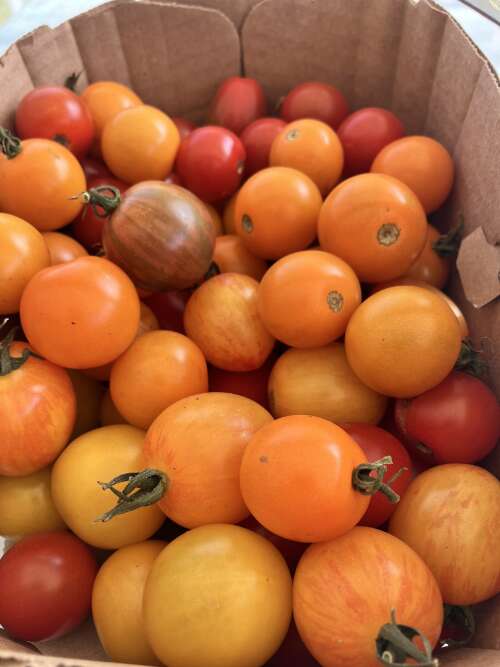 Strawberry plants, Garden Workshops, Market Ordering