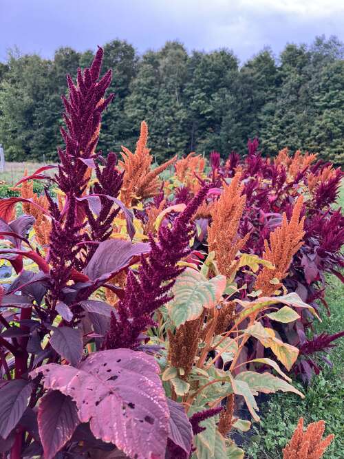 Festive Fall, Amazing market, Delicious days