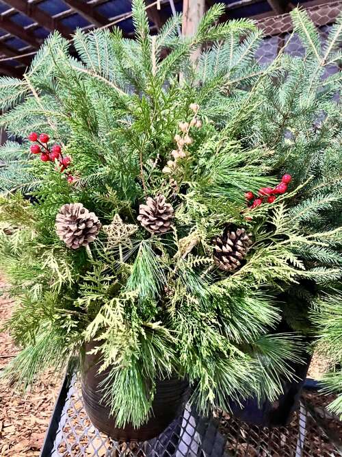 Welcome December, Evergreen time