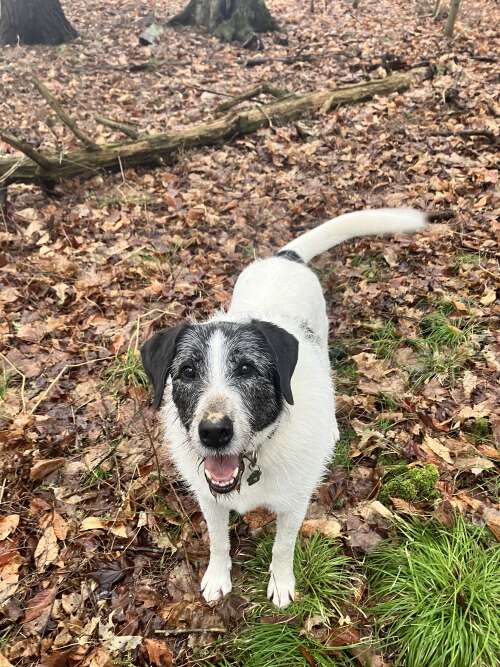 Order form, Spring emerging