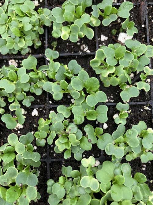 April showers and more showers...