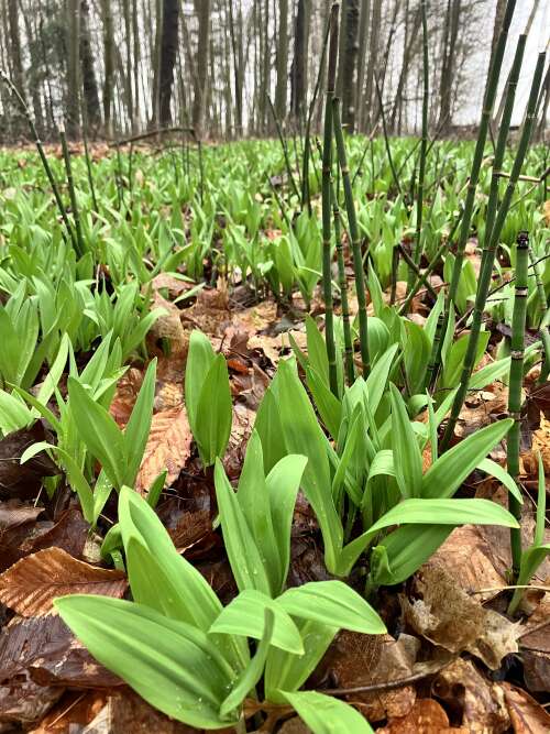 Happy Earth day, market Order form