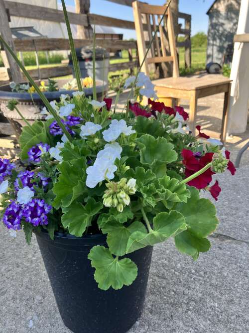 Jolly June, Plants all on sale, here comes summer