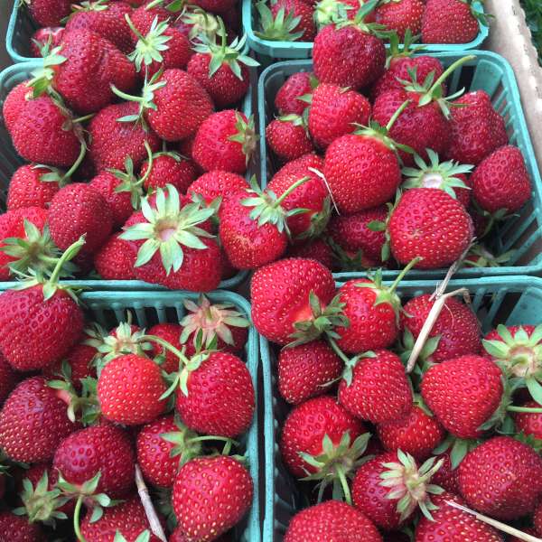 4 M Farms here Wed's 1-2:30, Harris Strawberries, Scapes