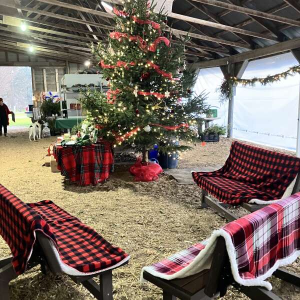 Exciting Market Day, Holiday in the Barn