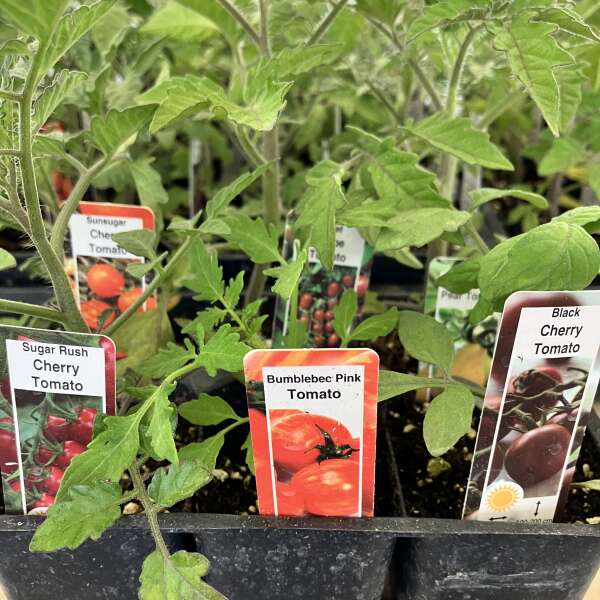 Happy Long Weekend, beautiful, delicious plants