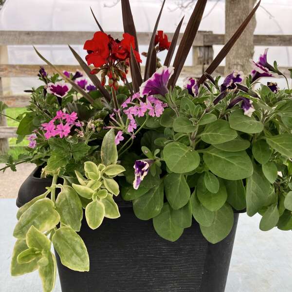 Beautiful Plants, Delicious Greens