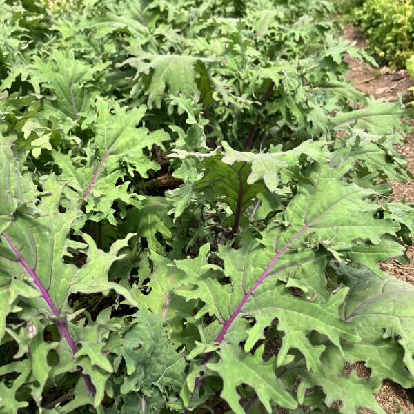 Happy June, transition time, planting flexibility