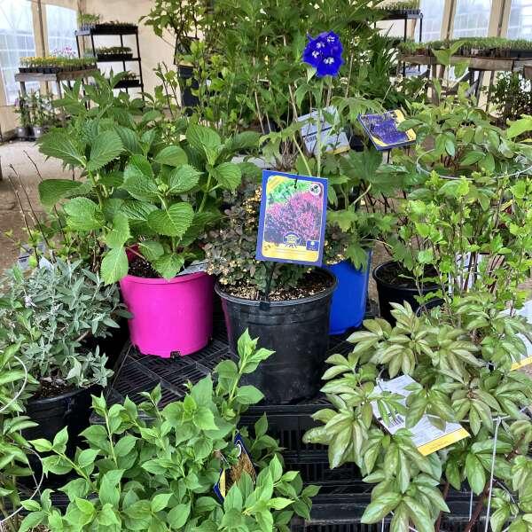 Summer fast approaching, Plants on sale, Haskaps ready