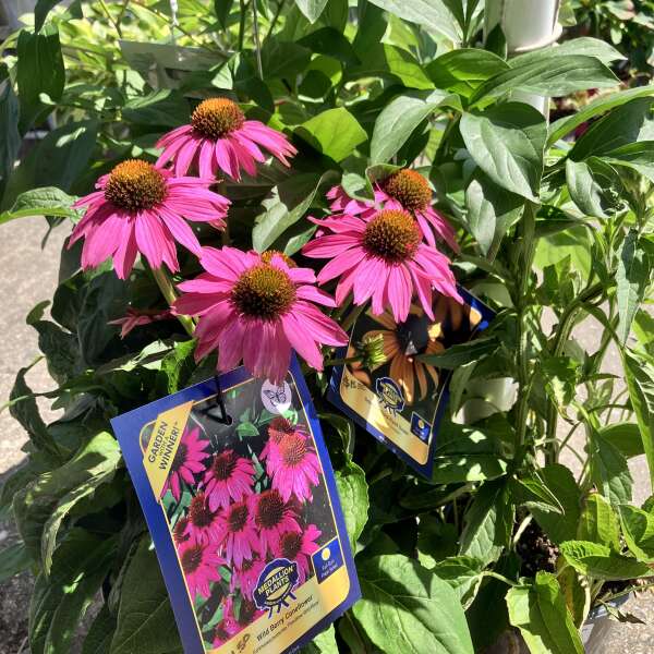 Last Week for our Garden Center, Plant sale & more