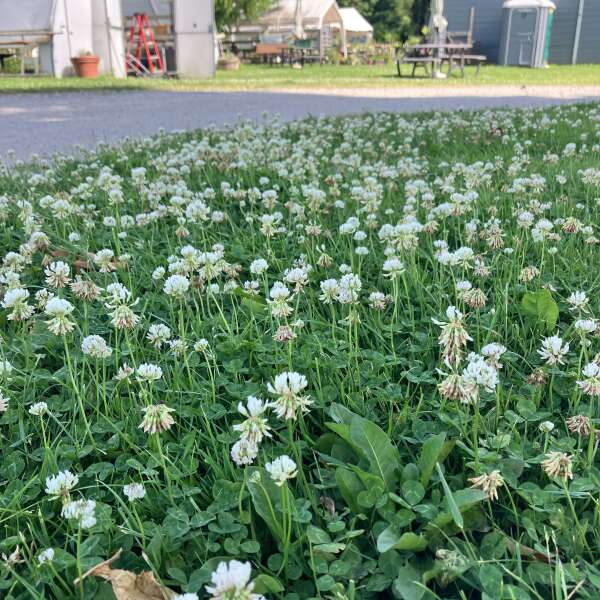 Community Market in 2 weeks, Gardens growing