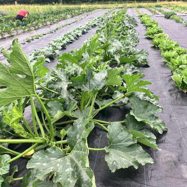 July Goodness, Community Market & More