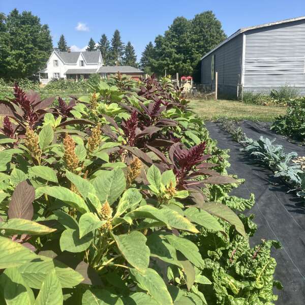 More and More from the gardens & Yummy fruit!