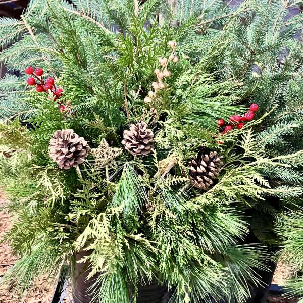 Welcome December, Evergreen time