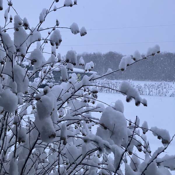 Snow time, the beauty and the challenge