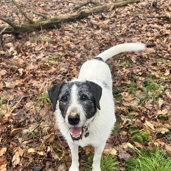 Order form, Spring emerging