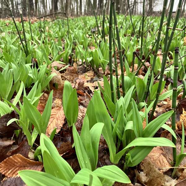 Happy Earth day, market Order form